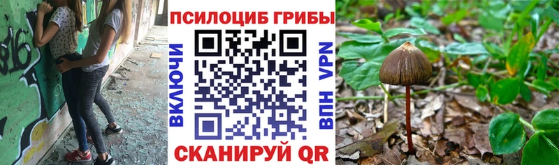 Псилоцибиновые грибы Psilocybe  Ижевск 